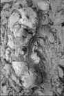 emergingtorsodetailhead.jpg (57464 bytes)